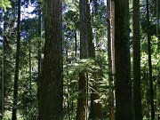 Cathedral Grove