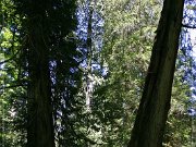 Cathedral Grove