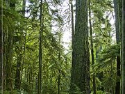 Cathedral Grove