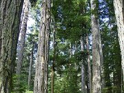Cathedral Grove
