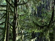 Cathedral Grove