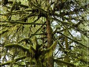 Cathedral Grove