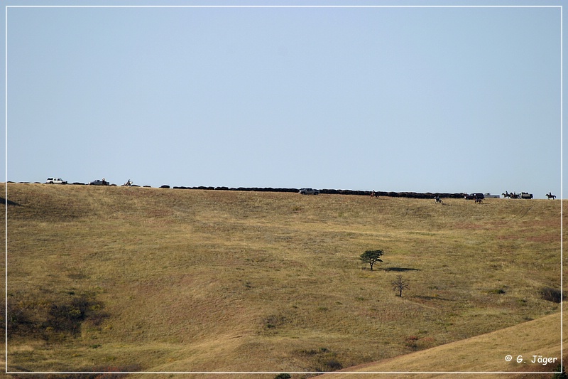 custer_buffalo_roundup_003.jpg