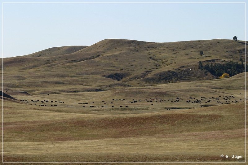 custer_buffalo_roundup_006.jpg