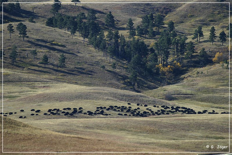 custer_buffalo_roundup_007.jpg