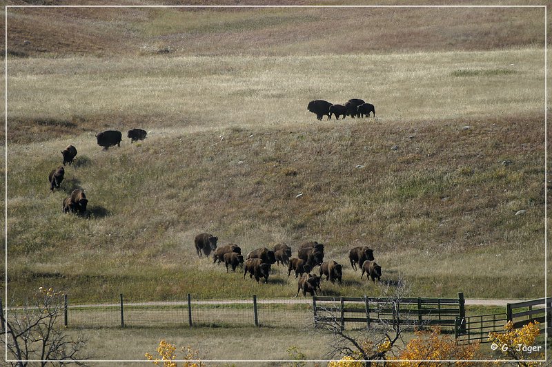 custer_buffalo_roundup_015.jpg