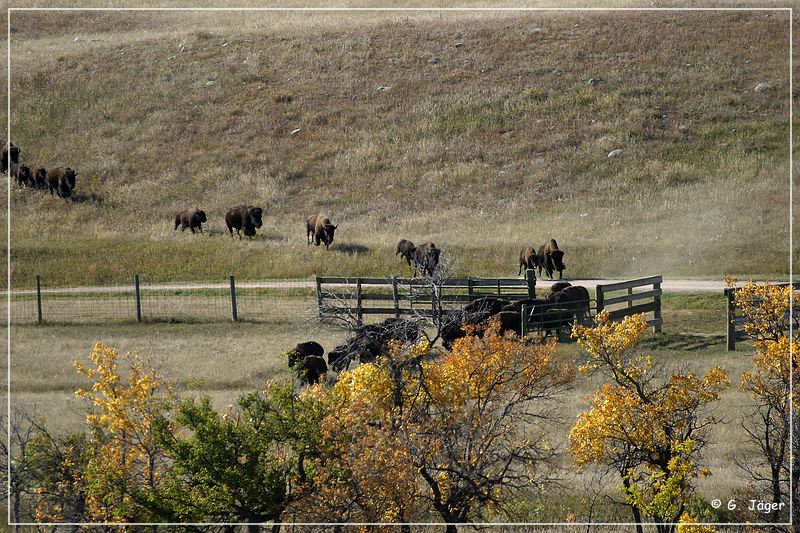 custer_buffalo_roundup_016.jpg