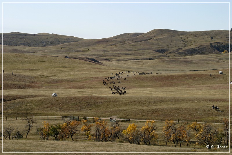 custer_buffalo_roundup_017.jpg