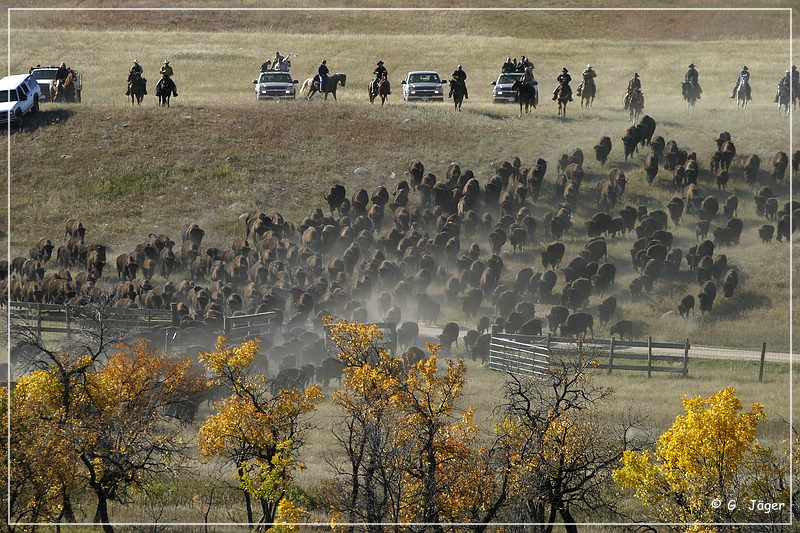 custer_buffalo_roundup_024.jpg