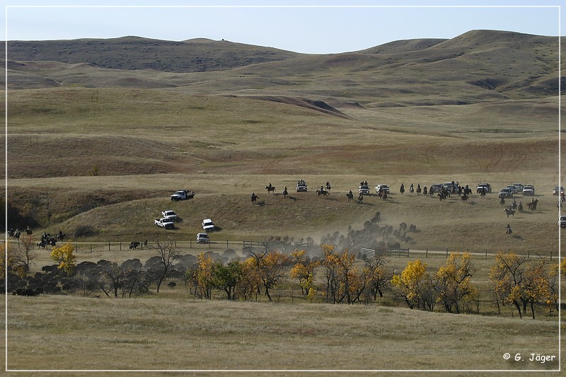 custer_buffalo_roundup_025.jpg