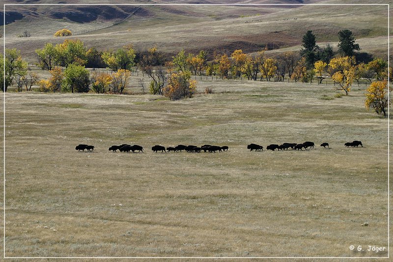 custer_buffalo_roundup_026.jpg