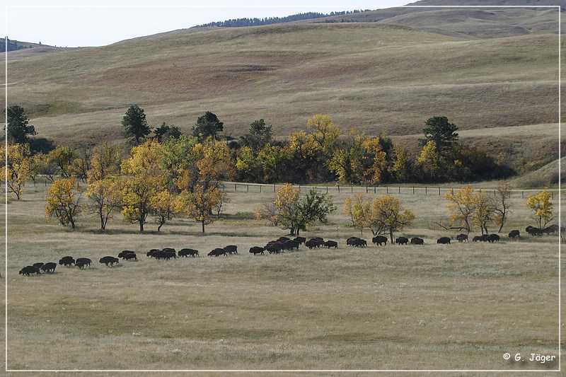 custer_buffalo_roundup_027.jpg