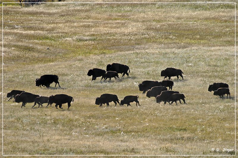 custer_buffalo_roundup_028.jpg