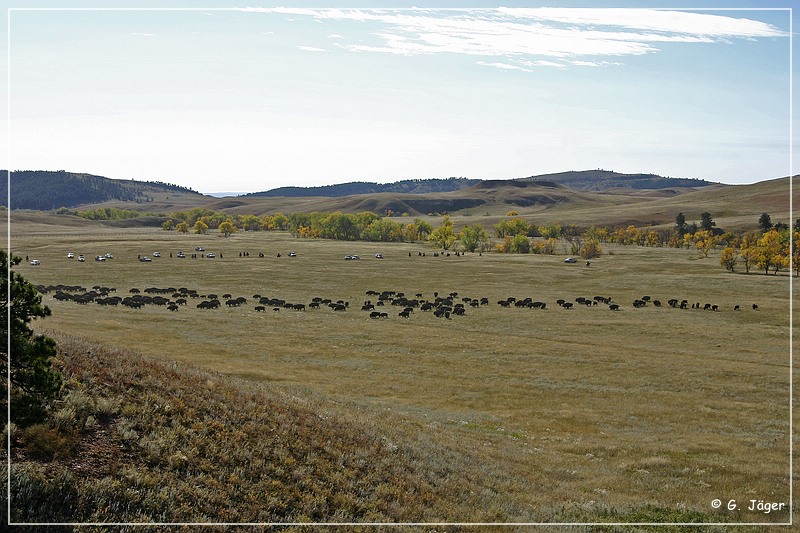 custer_buffalo_roundup_041.jpg