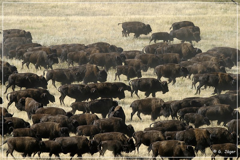 custer_buffalo_roundup_055.jpg