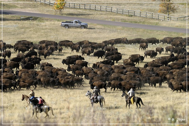 custer_buffalo_roundup_056.jpg