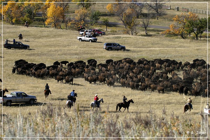 custer_buffalo_roundup_059.jpg