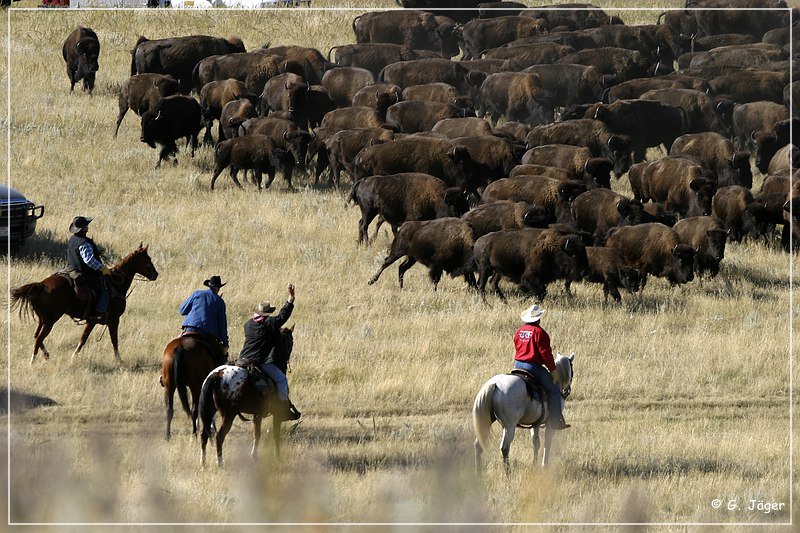 custer_buffalo_roundup_060.jpg