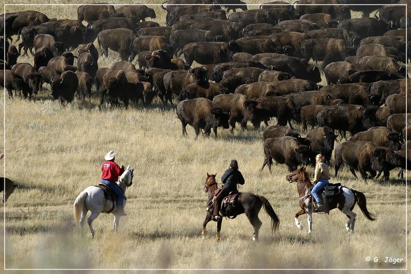 custer_buffalo_roundup_061.jpg