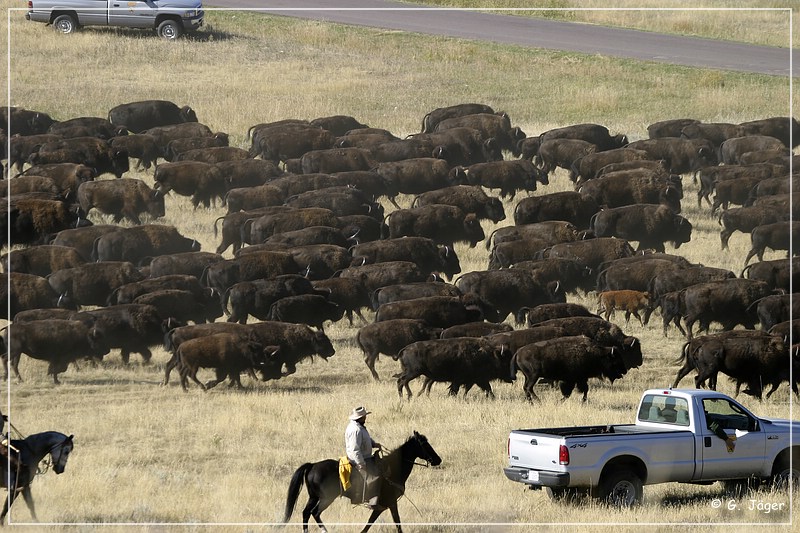 custer_buffalo_roundup_062.jpg