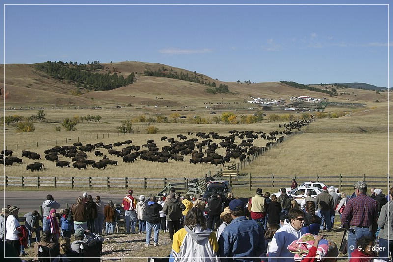 custer_buffalo_roundup_068.jpg