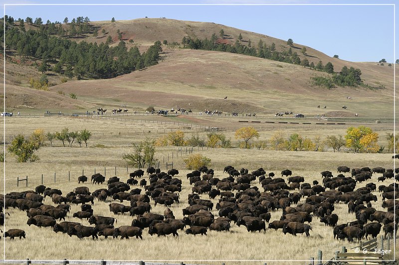 custer_buffalo_roundup_070.jpg