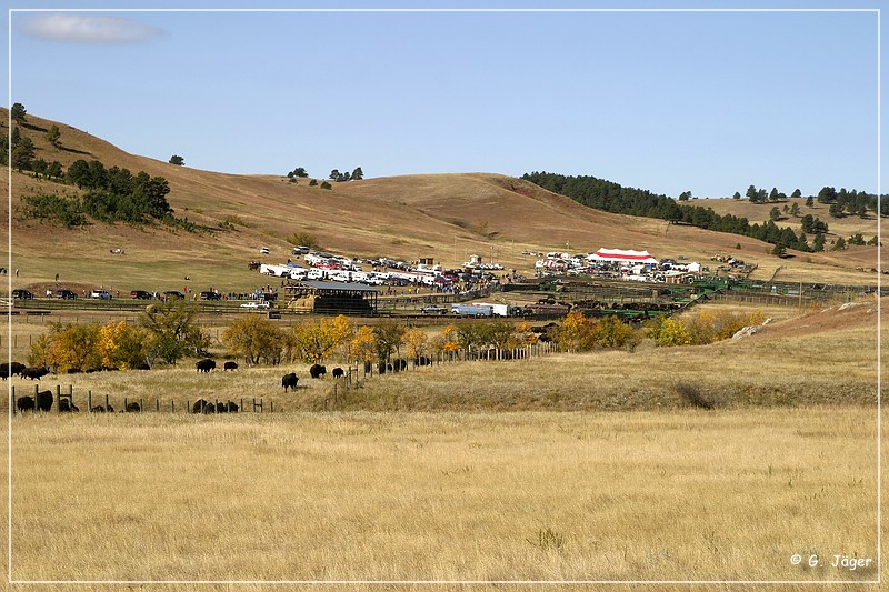 custer_buffalo_roundup_073.jpg