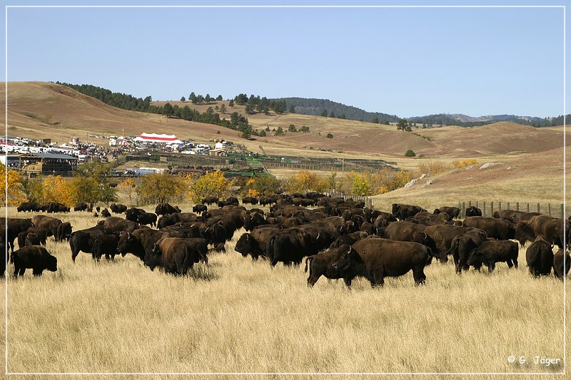 custer_buffalo_roundup_074.jpg