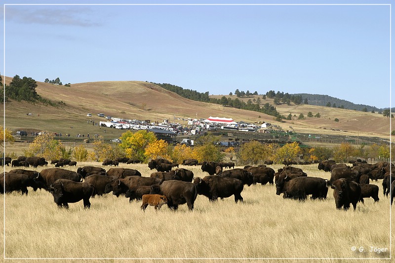 custer_buffalo_roundup_075.jpg