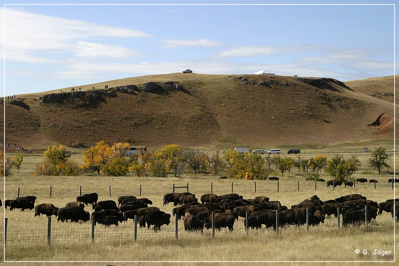 custer_buffalo_roundup_076.jpg