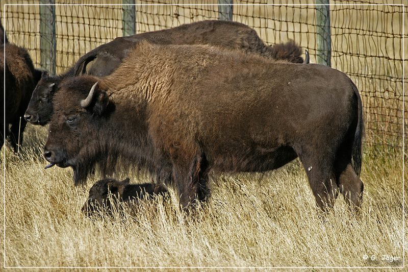 custer_buffalo_roundup_077.jpg