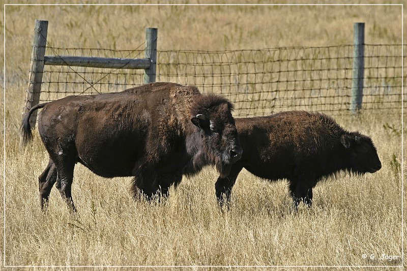 custer_buffalo_roundup_078.jpg