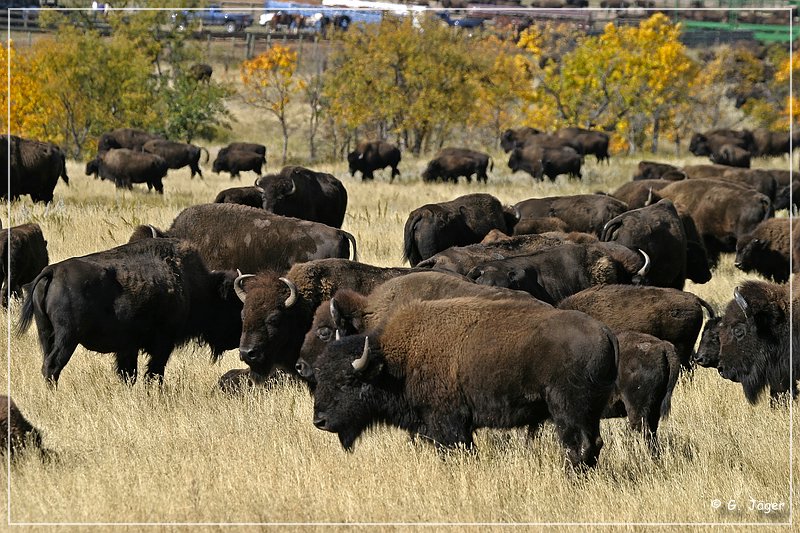 custer_buffalo_roundup_079.jpg