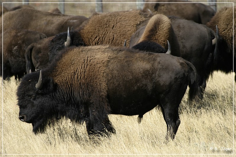 custer_buffalo_roundup_080.jpg