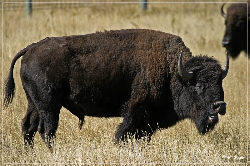 custer_buffalo_roundup_081.jpg