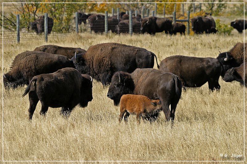 custer_buffalo_roundup_082.jpg