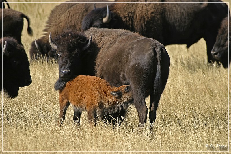 custer_buffalo_roundup_083.jpg