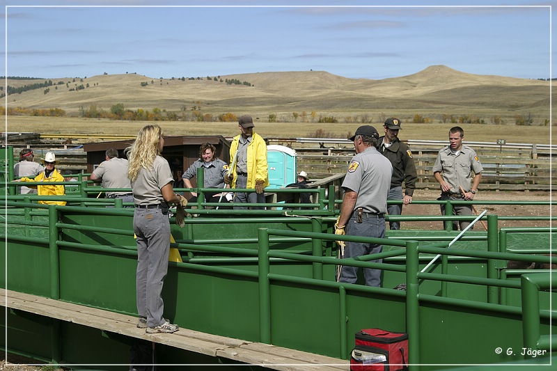 custer_buffalo_roundup_104.jpg