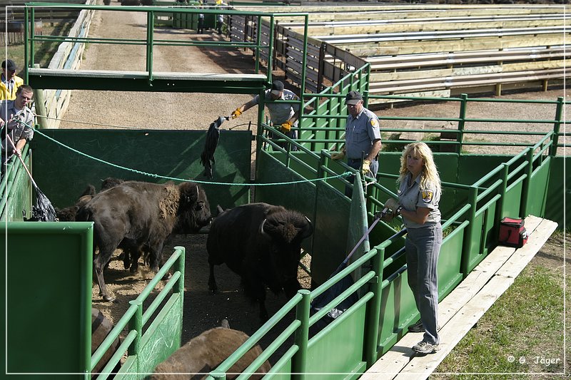 custer_buffalo_roundup_107.jpg