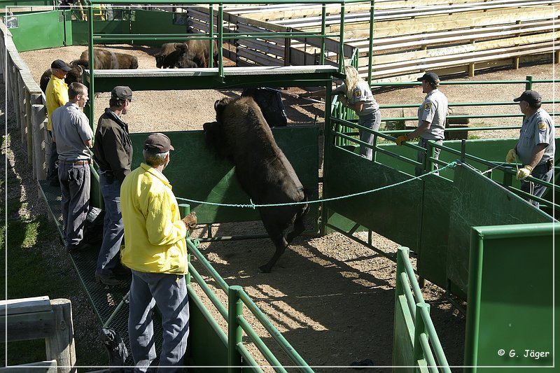 custer_buffalo_roundup_111.jpg