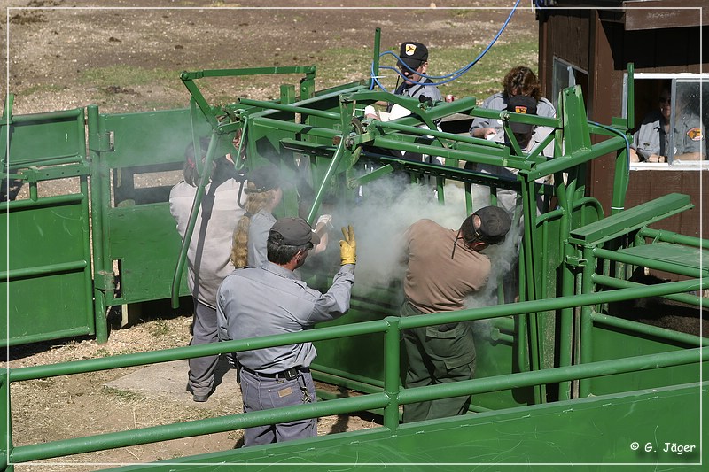 custer_buffalo_roundup_120.jpg