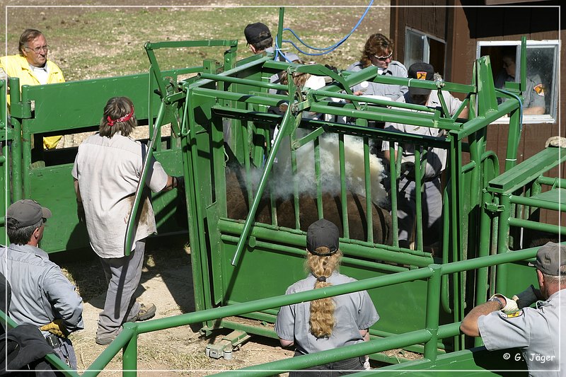 custer_buffalo_roundup_121.jpg