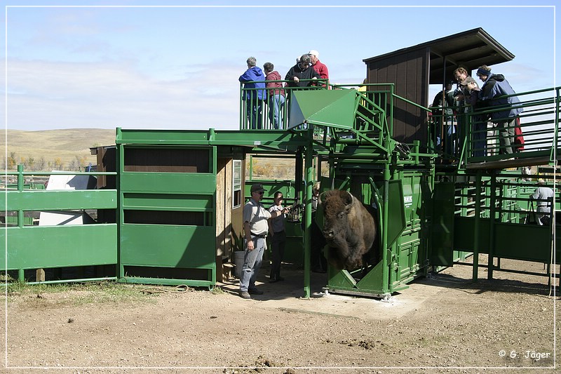 custer_buffalo_roundup_122.jpg