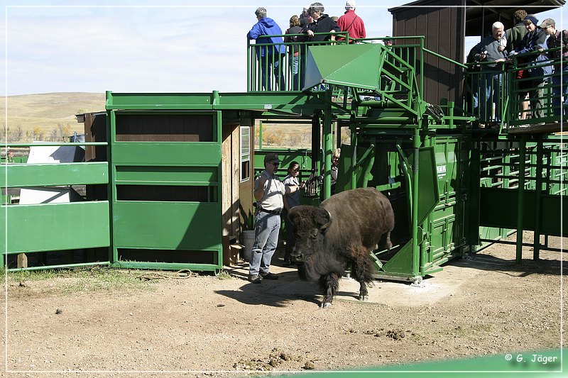 custer_buffalo_roundup_124.jpg