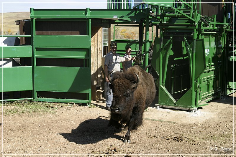 custer_buffalo_roundup_125.jpg