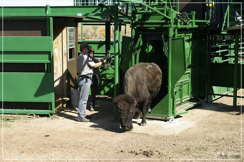 custer_buffalo_roundup_129.jpg