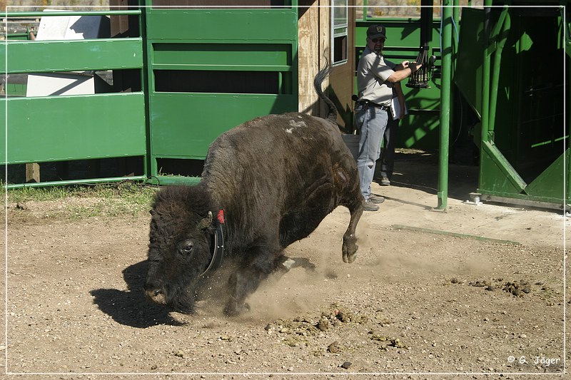 custer_buffalo_roundup_130.jpg