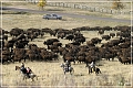 custer_buffalo_roundup_056