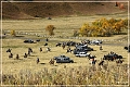 custer_buffalo_roundup_063