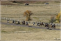 custer_buffalo_roundup_066